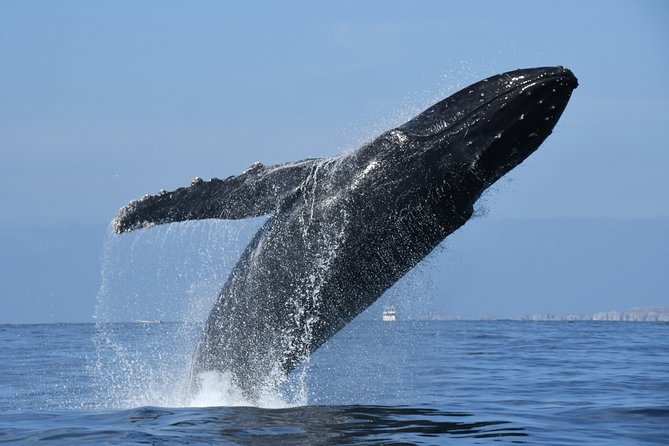 Whale Watching Adventure – Led by a Marine Biologist - Practical planning for the morning