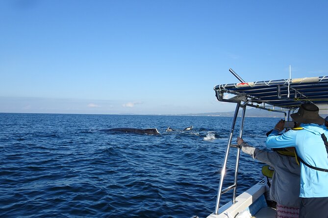 Whale Watching Adventure – Led by a Marine Biologist - Boarding at Marina Vallarta at 8:30 a.m.