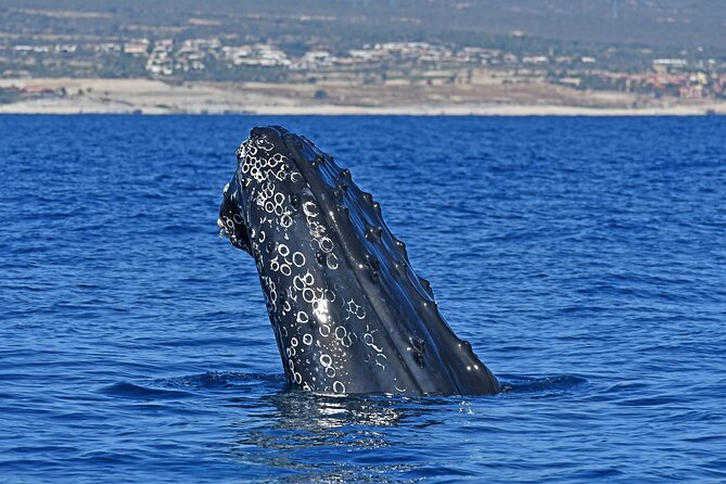 Whale Watching by Zodiac in Cabo San Lucas with Photos Included - Key points to know before you go