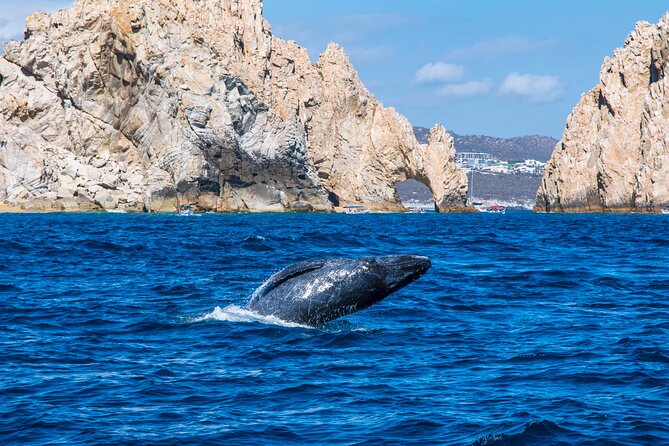 Whale Watching by Zodiac in Cabo San Lucas with Photos Included - Why Cabo is a prime place for whale watching