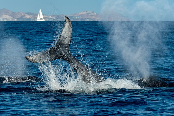 Whale Watching by Zodiac in Cabo San Lucas with Photos Included - The arch tour before the whale search