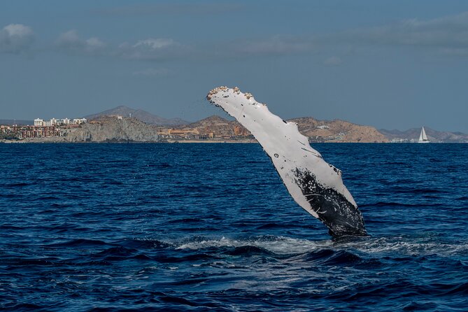 Whale Watching by Zodiac in Cabo San Lucas with Photos Included - Searching for whales away from the crowds