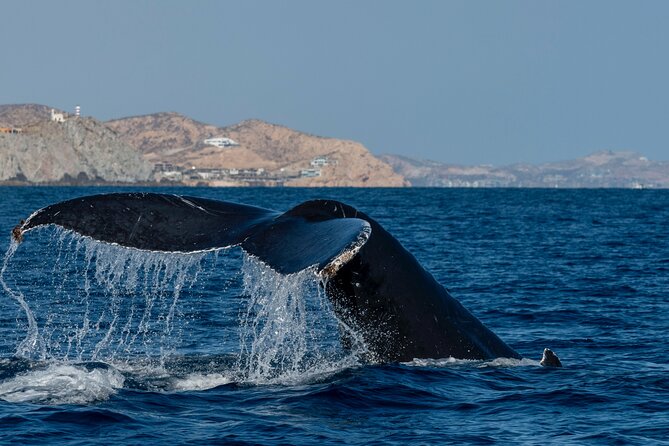 Whale Watching by Zodiac in Cabo San Lucas with Photos Included - Hearing whale songs with the hydrophone