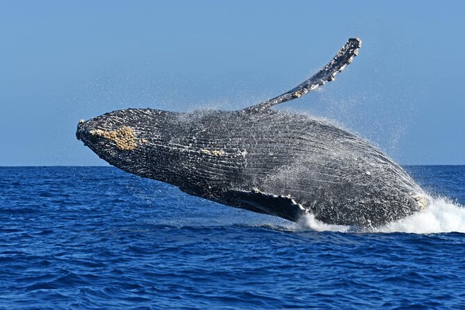 Whale Watching by Zodiac in Cabo San Lucas with Photos Included - What the close encounters are really like