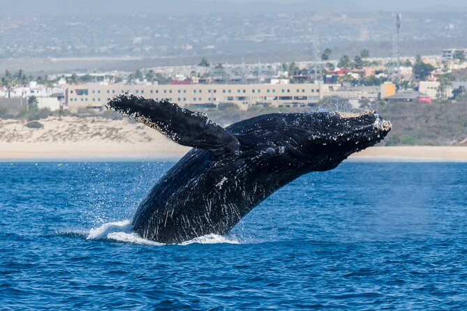 Whale Watching by Zodiac in Cabo San Lucas with Photos Included - Photos, videos, and the waiting period