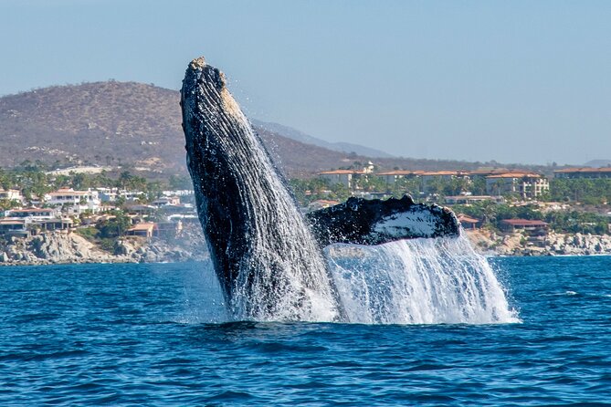 Whale Watching by Zodiac in Cabo San Lucas with Photos Included - Finding the Baja Vikings meeting point
