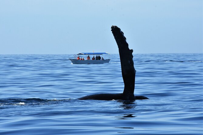 Whale Watching Cabo-Women crew-Sightings Guaranteed & Free Photos - Is $100.15 a fair price?