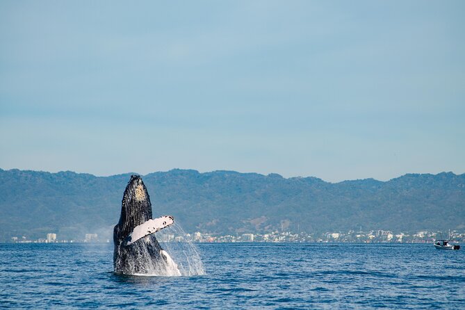 Whale Watching Cruise In Puerto Vallarta & Nuevo Vallarta - Setting out from Puerto Magico in Puerto Vallarta