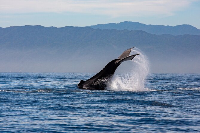Whale Watching Cruise In Puerto Vallarta & Nuevo Vallarta - Comfort, shade, music, and the group atmosphere