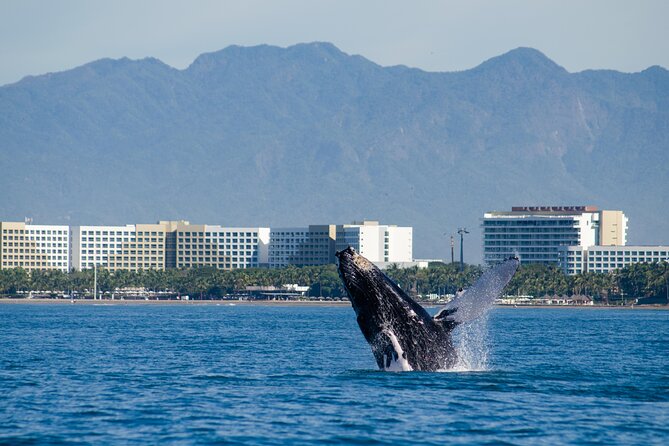 Whale Watching Cruise In Puerto Vallarta & Nuevo Vallarta - How much value does the $99 fare offer?