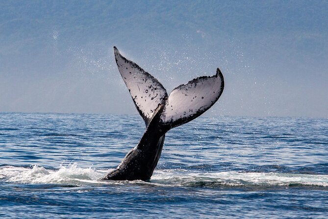 Whale Watching Cruise In Puerto Vallarta & Nuevo Vallarta - Who should book this whale cruise?