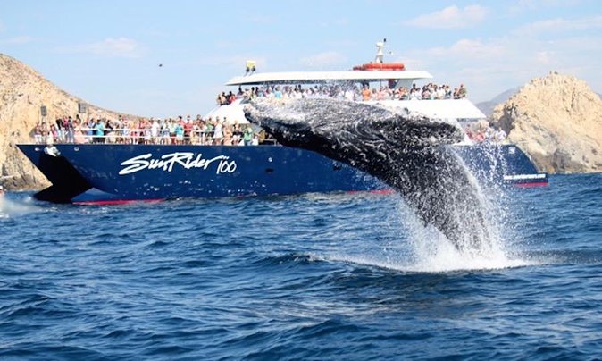 Whale Watching Dinner Cruise in Cabo San Lucas - Setting out from Cabo’s marina at 4:30 pm