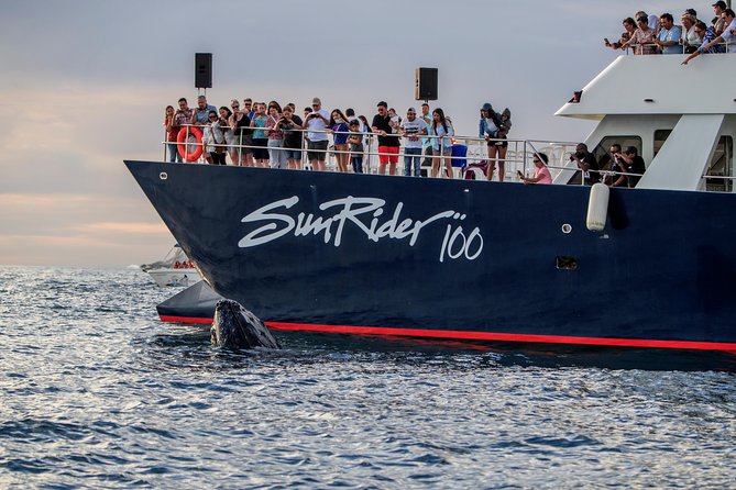 Whale Watching Dinner Cruise in Cabo San Lucas - The crew turns the second half into a party