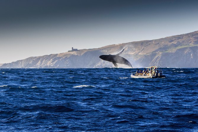 Whale Watching Dinner Cruise in Cabo San Lucas - Boat comfort matters on a 2.5-hour outing