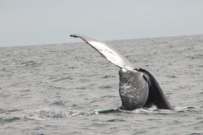 Whale Watching Dinner Cruise in Cabo San Lucas - What the $110 price really buys you