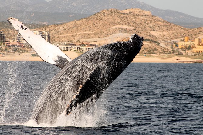 Whale Watching Dinner Cruise in Cabo San Lucas - Timing, cancellations, and the practical details