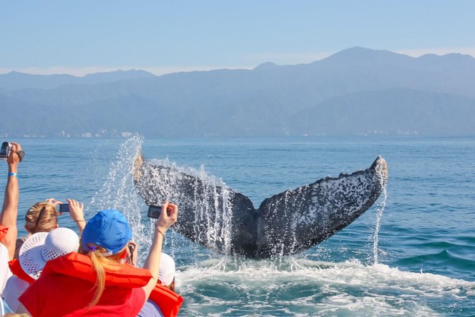 Whale Watching Experience - Why Banderas Bay is the right place for whale watching