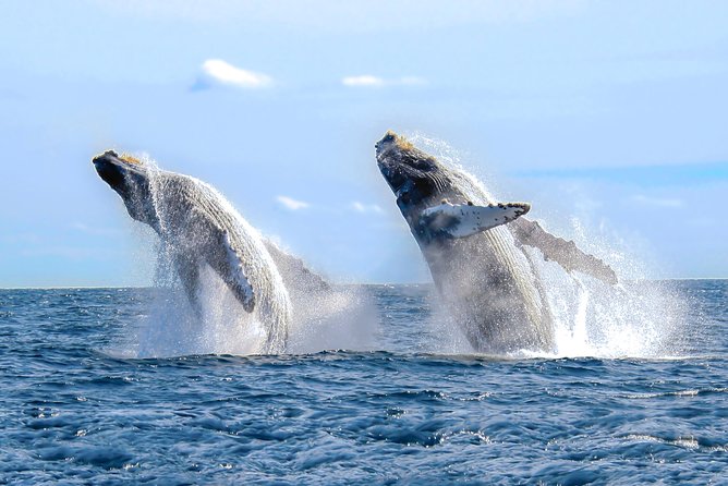 Whale Watching Experience - The speedboat ride into the bay