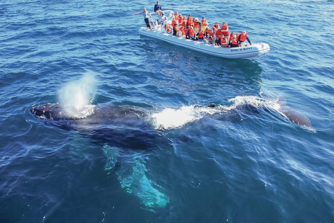 Whale Watching Experience - Searching for whales in Banderas Bay