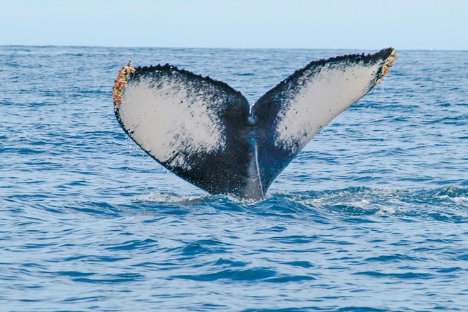 Whale Watching Experience - What a three-hour outing really feels like