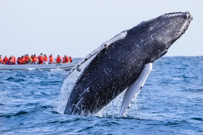 Whale Watching Experience - How close do you get to the whales?