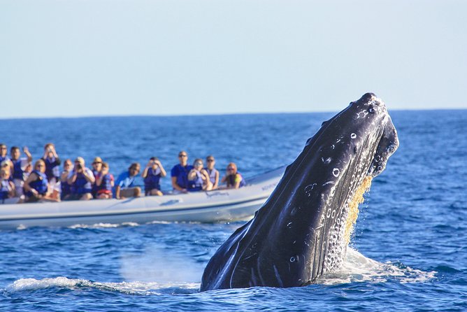 Whale Watching Experience - Meeting at Vallarta Adventures Marina