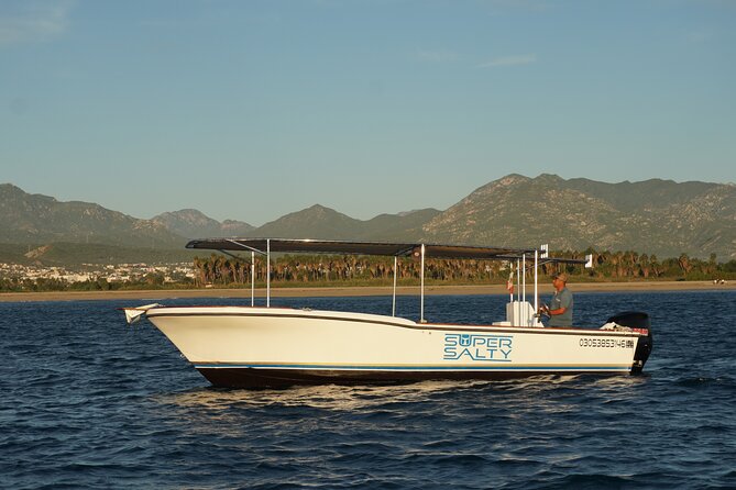 Whale Watching Group Tour in San Jose del Cabo - Watching humpbacks and gray whales in season