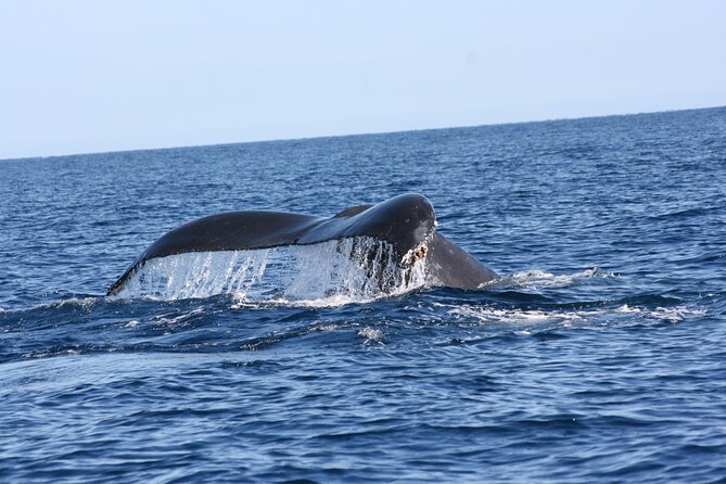 Whale Watching Group Tour in San Jose del Cabo - Hearing whales with the onboard hydrophone