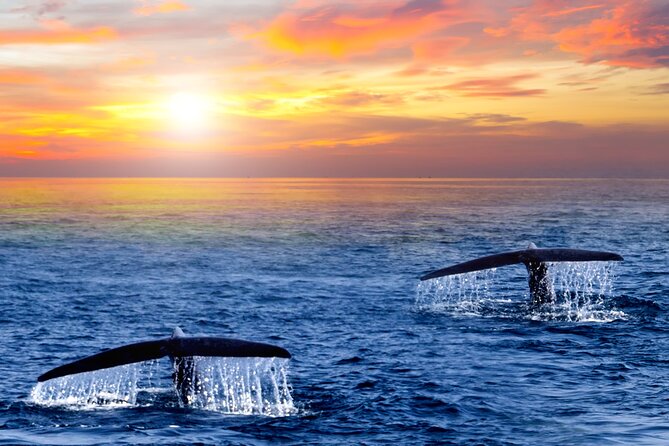 Whale Watching Group Tour in San Jose del Cabo - Guides, captains, and the learning factor