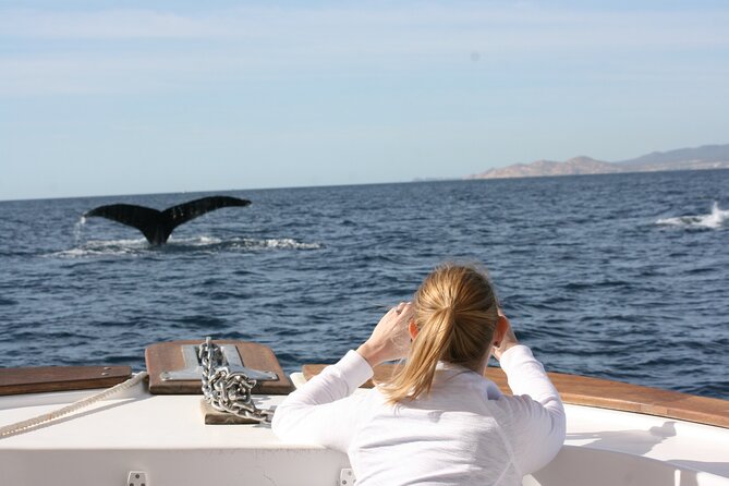 Whale Watching Group Tour in San Jose del Cabo - Free photos, snacks, and the real value of $99
