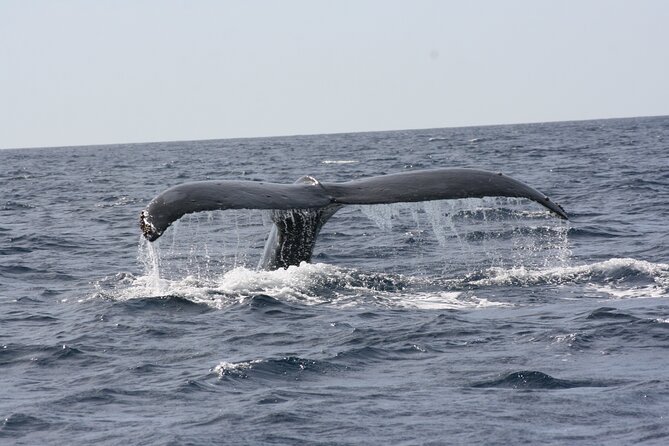 Whale Watching Group Tour in San Jose del Cabo - How this compares with a crowded whale trip