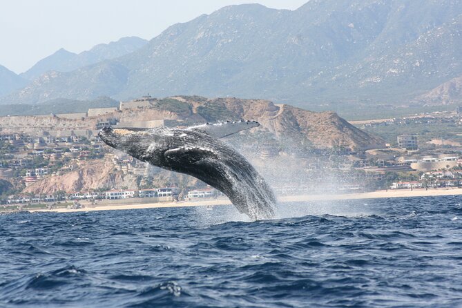 Whale Watching Group Tour in San Jose del Cabo - What the two-hour itinerary feels like