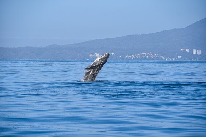 Whale Watching Guaranteed Experience in Puerto Vallarta - Why this Puerto Vallarta whale trip is worth considering
