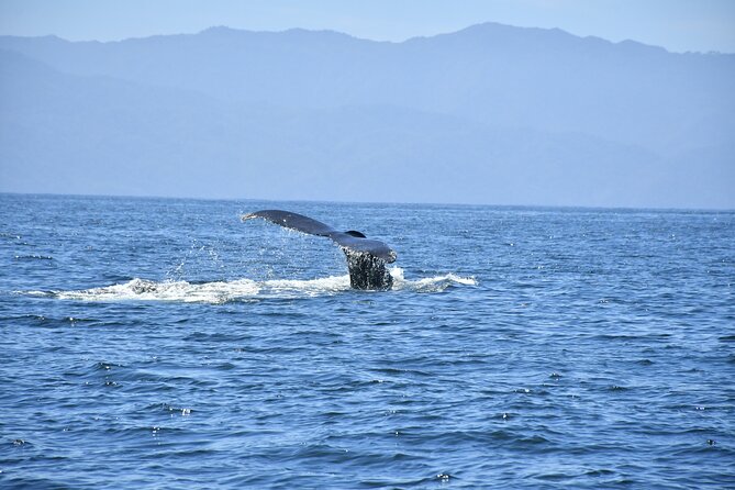 Whale Watching Guaranteed Experience in Puerto Vallarta - The guides turn sightings into a lesson