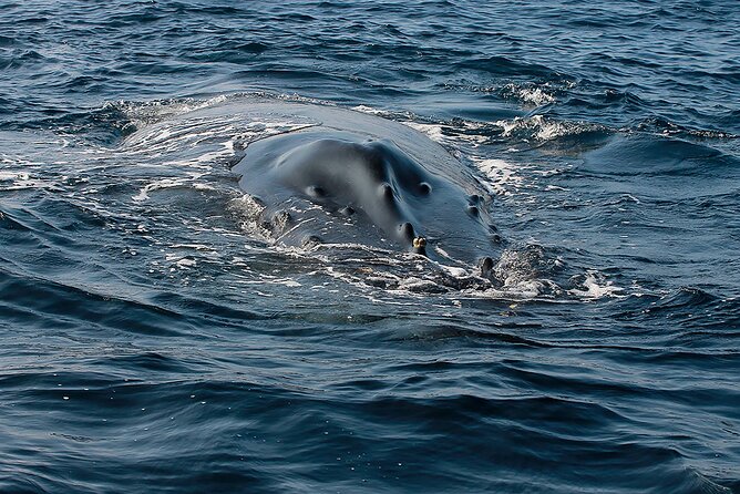 Whale Watching Guaranteed Experience in Puerto Vallarta - Lunch and the practical comforts