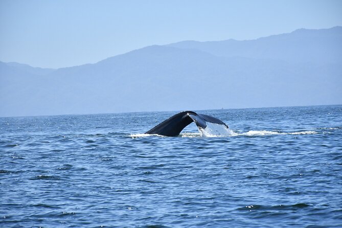 Whale Watching Guaranteed Experience in Puerto Vallarta - The crowd-size question you should not ignore