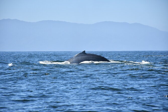 Whale Watching Guaranteed Experience in Puerto Vallarta - Is $99 a fair price?