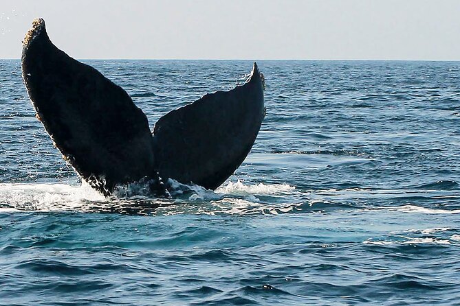Whale Watching Guaranteed Experience in Puerto Vallarta - The fast boat ride across the bay