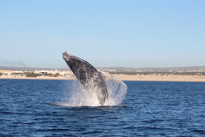 Whale Watching in Cabo San Lucas: Sightseeing Cruise and Shopping - Friendly guides and the value of hotel pickup