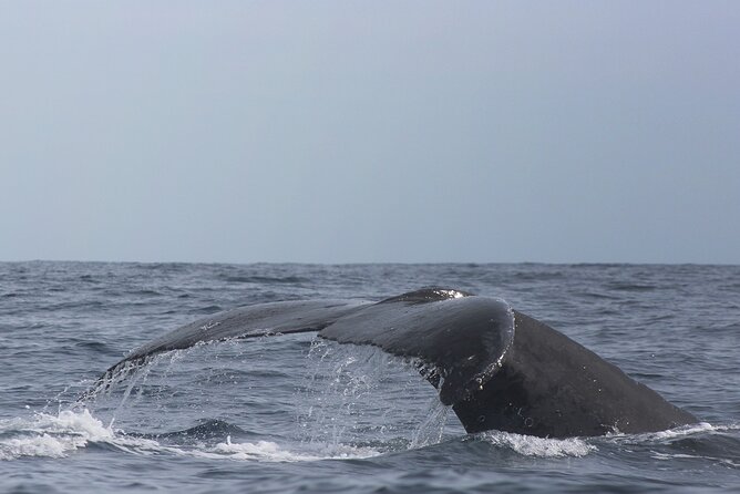 Whale Watching in Cabo San Lucas: Sightseeing Cruise and Shopping - Is $115 a fair price?