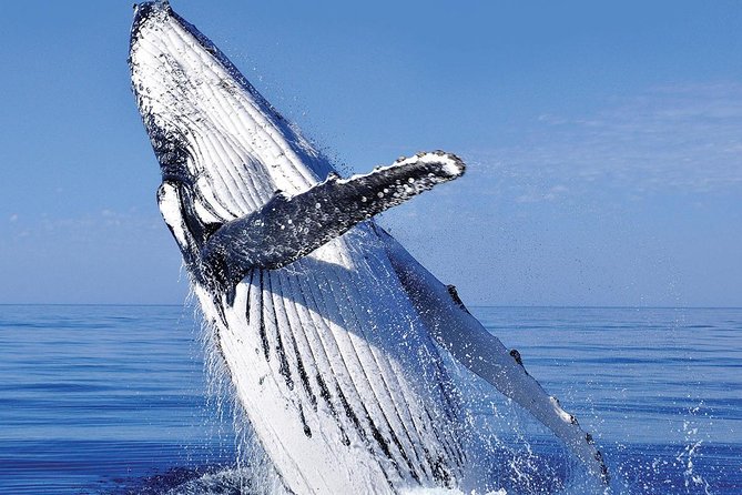 Whale Watching in Cabo San Lucas: Sightseeing Cruise and Shopping - Who should book this experience?