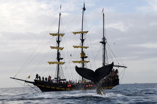 Whale-Watching Pirate Ship Cruise in Los Cabos - From the Sea of Cortez toward the Pacific