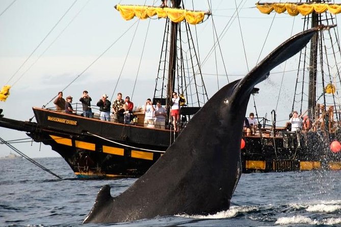 Whale-Watching Pirate Ship Cruise in Los Cabos - What whale sightings can look like