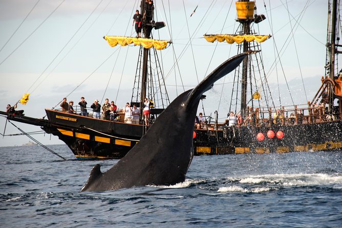 Whale-Watching Pirate Ship Cruise in Los Cabos - The $99 price and the extra fee