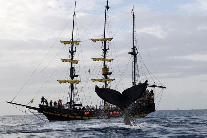 Whale-Watching Pirate Ship Cruise in Los Cabos - Cabo’s Arch and Lover’s Beach come first