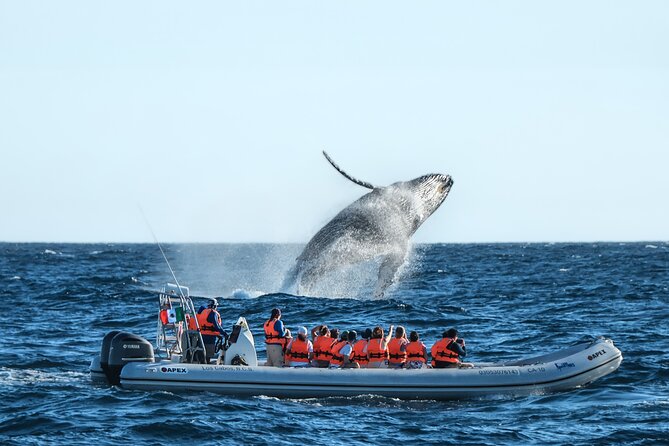 Whale Watching, The Famous Arch and Fast Boat Tour in Los Cabos - Key points before you book