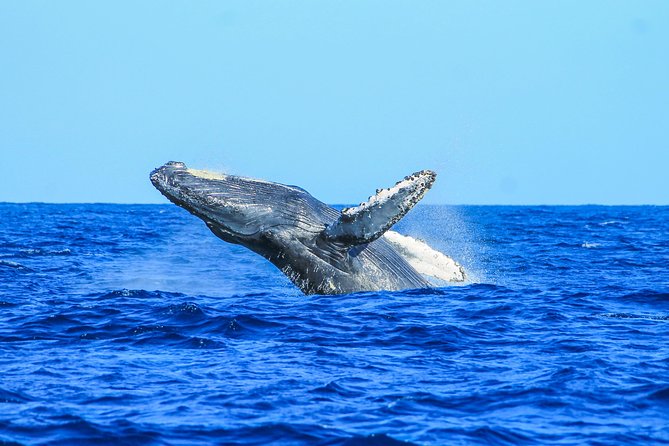 Whale Watching, The Famous Arch and Fast Boat Tour in Los Cabos - Two hours of whale watching in the Sea of Cortez or Pacific