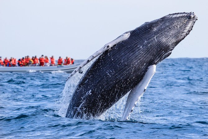Whale Watching, The Famous Arch and Fast Boat Tour in Los Cabos - Hydrophones and the guide’s role
