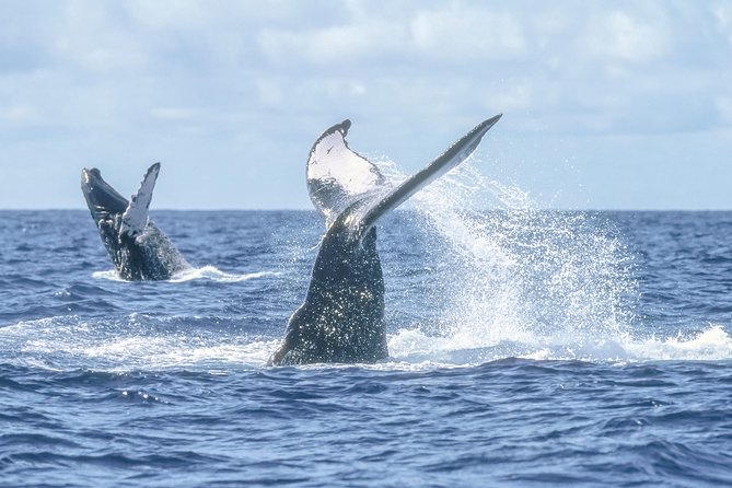 Whale Watching, The Famous Arch and Fast Boat Tour in Los Cabos - The Arch, sea lions, and Lovers Beach on the way back