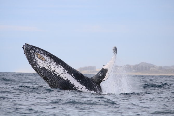 Whale Watching, The Famous Arch and Fast Boat Tour in Los Cabos - How the $111-plus cost measures up